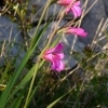 Gladiolus italicus -- Wiesen-Siegwurz